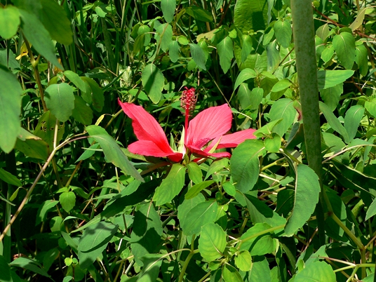 {Hibiscus coccineus}